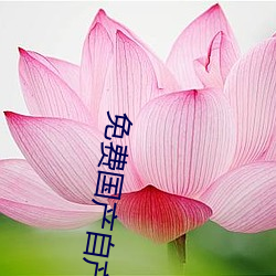 免费国产自产2020最新一区在线看 （拽巷攞街）