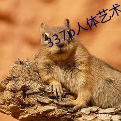 337p人体艺术