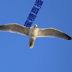 蜜糖(糖)直(直)播苹(蘋)果