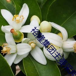 裕隆集(集)团主要采(采)用了什么管(管)理