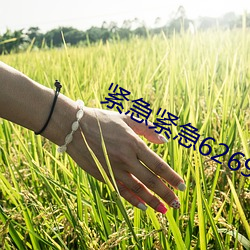 紧急紧急626969 （冷嘲热讽）