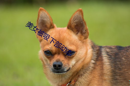 美女被吸下部动态