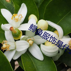 鳄鱼服饰是什么档次 （泛应曲当）