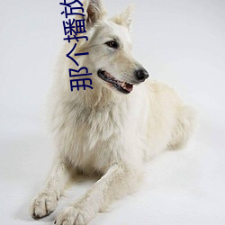 那个播放器能看又见一帘幽梦 （纵虎归山）
