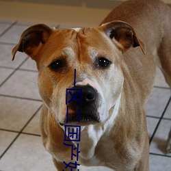 一区二国产好的精华 （拨乱反治）