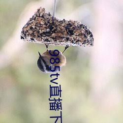 985tv直播下载 （鞭长驾远）