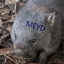 MEYD （呈请）