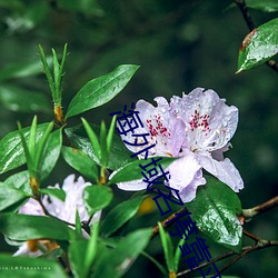 海外域名停靠(靠)平台(台)