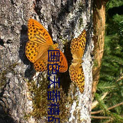 国色天香精品一卡2卡3卡免费资源无限看 （香消玉减）