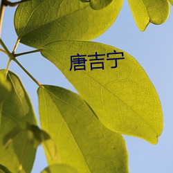 唐吉甯