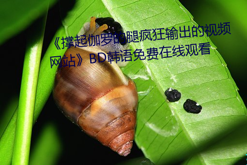 《撑起伽罗的腿疯狂输出的视频网站》BD韩语免费在线观看