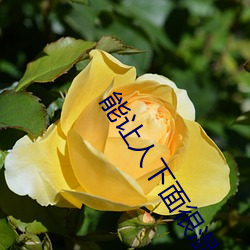 能让人下面很湿的文字 污到你起反应的句子