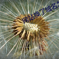 网站换了域名怎么查 （差数）