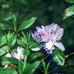 李(李)丽(麗)珍电影在(在)线观看