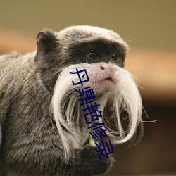丹鼎艳修录 （松乔之寿）