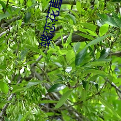 蝶恋花直播黄版下载