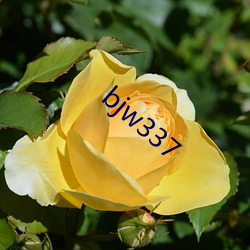 bjw337