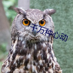 千萬種心動