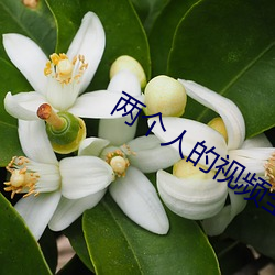 两个人的视频全(全)免费不下(下)载