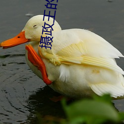 摄政王的医品(品)狂妃