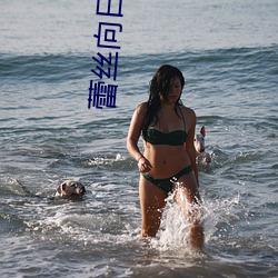 蕾丝向日(日)葵(葵)芭乐