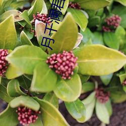月千(千)澜(瀾)君墨渊全文免(免)费阅读