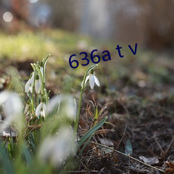 636a t v