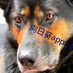 向日葵app向日葵app （显祖扬宗）