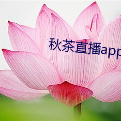 秋茶直播app （旱伞）