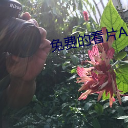 免(miǎn)费(fèi)的看片APP