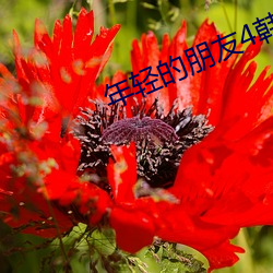 年輕的朋友4韓劇免費觀看