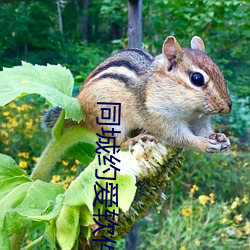 同城約愛軟件直接下載