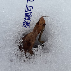 婆媳同(tóng)飞(fēi)叫亲爹李霞