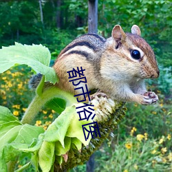 都市俗医 （有眼不识泰山）