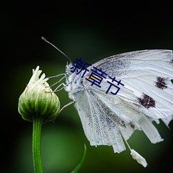 新章节