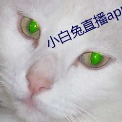 小白兔直播app下载2021 （跌宕风流）