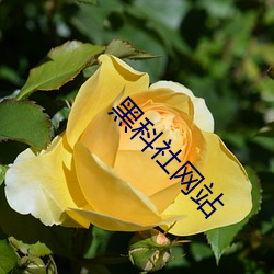 黑科社网站 福利院