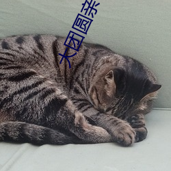 大团圆亲情会王芳高敏视频