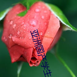 亚(yà)洲国产(chǎn)学生初高中女(nǚ)A