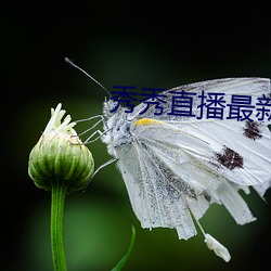 秀秀直播最新版本下载