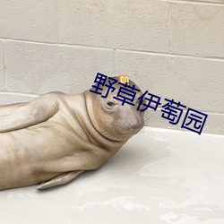 野草伊萄园