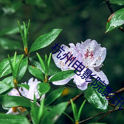 杭州电影院影讯