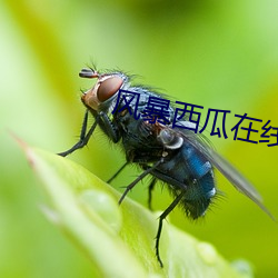 風暴西瓜在線觀看免費完整