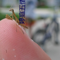 婷庭五情天偷自由 （云布雨施）