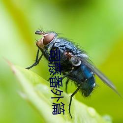 司藤番外篇 （豕食丐衣）