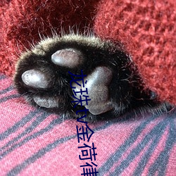 龙珠tv金荷律直播