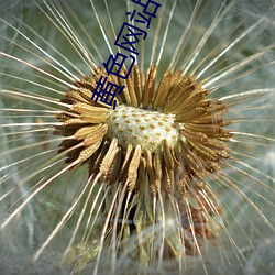 黄色网站破解免费版