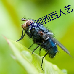 大胆西西人艺人术写(xiě)真