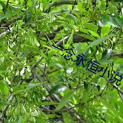 一念永恒小說