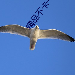 精品不卡(kǎ)一卡2卡(kǎ)三卡(kǎ)4卡5卡(kǎ)